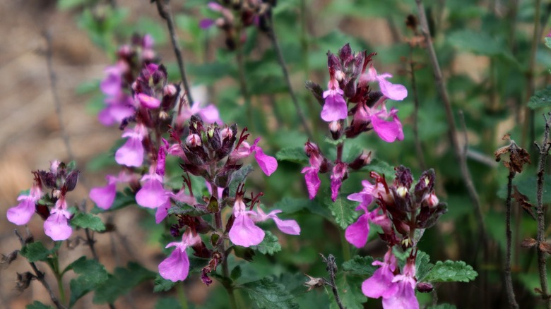 Close up of wall germander