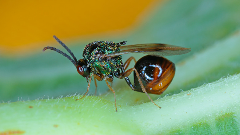 Parasitic Hymenoptera attacking ant