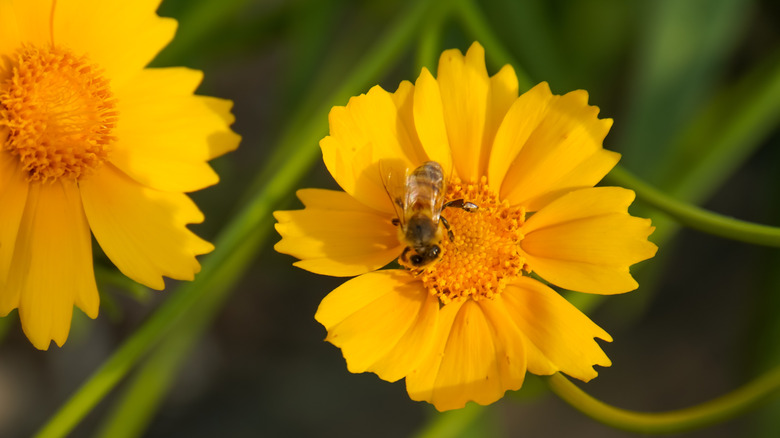 A bee enjoying the nectar and pollen in a bright yellow coreopsis flower