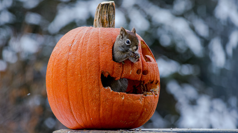 squirrel in a jack-o-lantern feeder