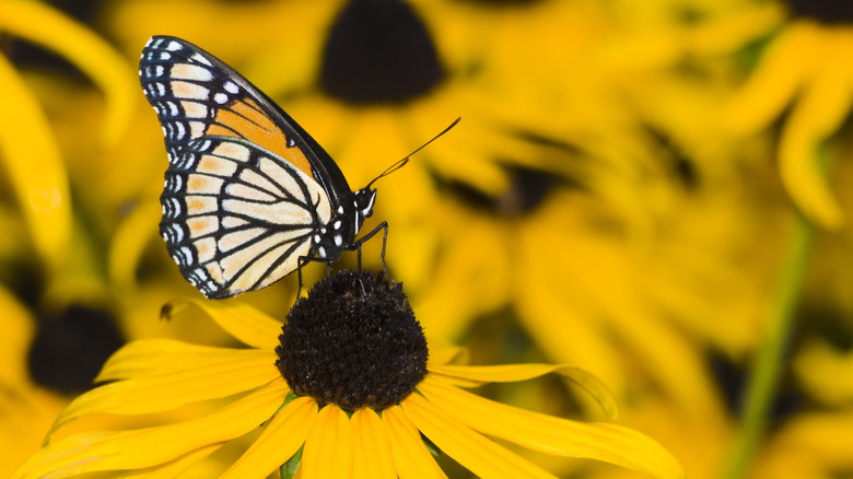 Butterfly pollinating black-eyed Susan