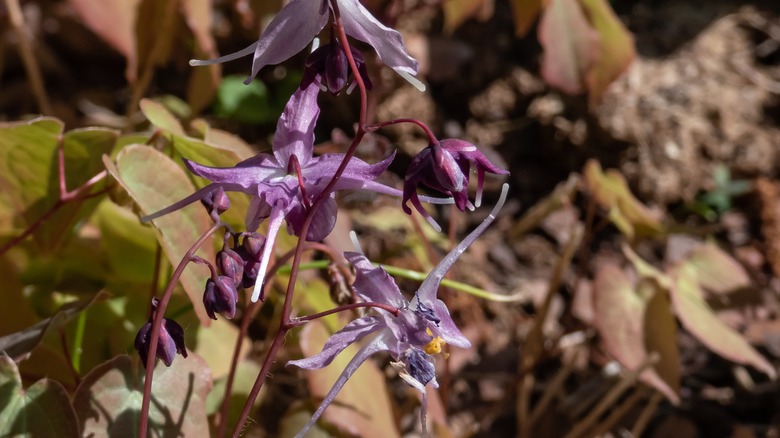 Pink epimedium blooming in leaves