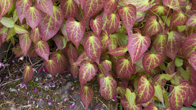 red and green epimedium leaves 