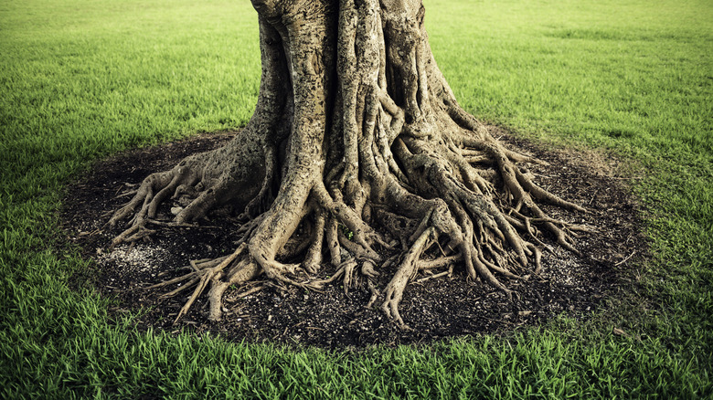 Tree roots in green yard