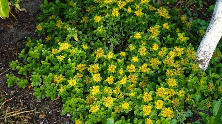 blooming clump of yellow stonecrop