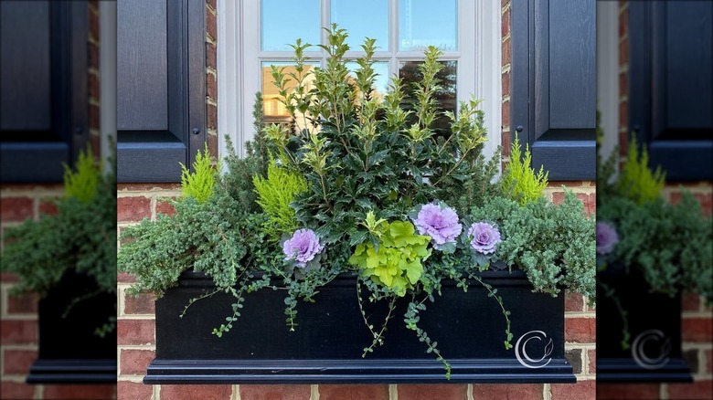 Flowers in window planter