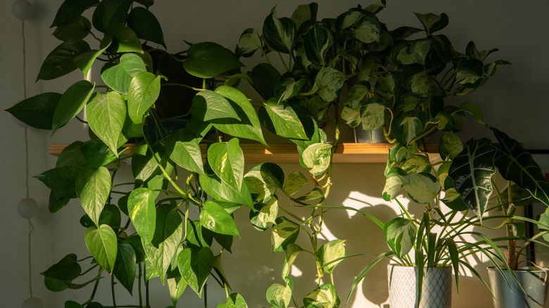 Pothos plants on sunny shelf