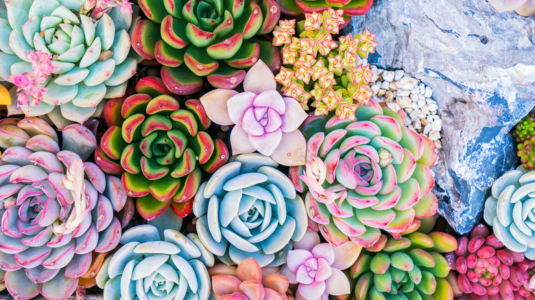 colorful succulent arrangement