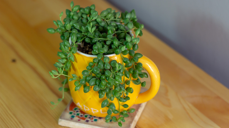String of pearls plant in colorful mug