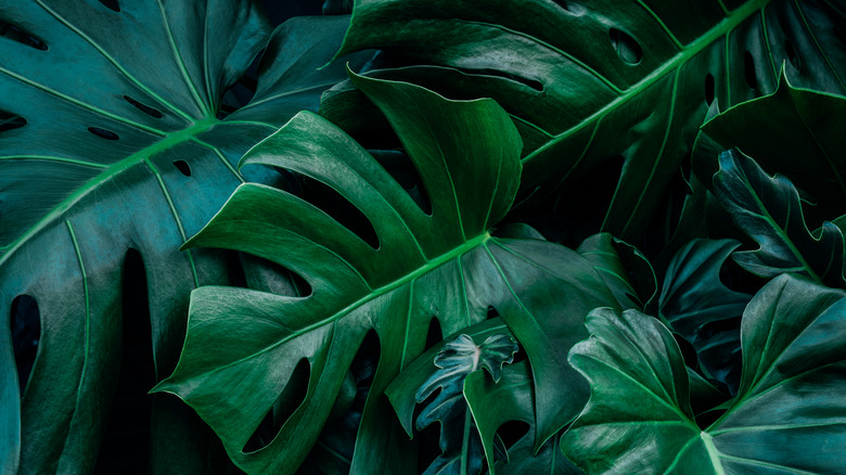 Monstera delicioso dark green plant