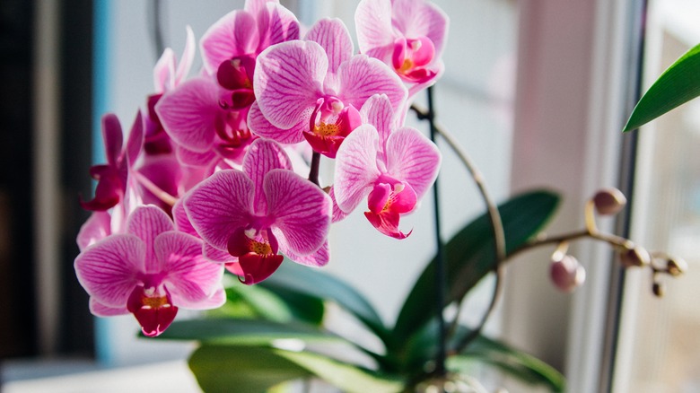 Orchid beside window pink bright