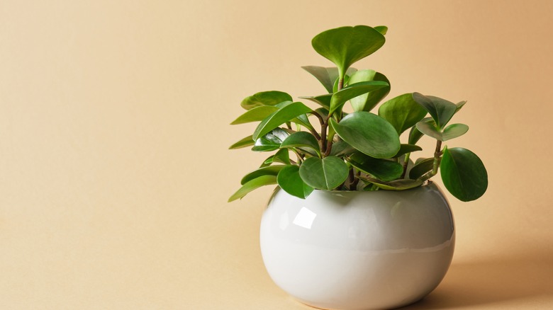 Baby rubber plant in white pot