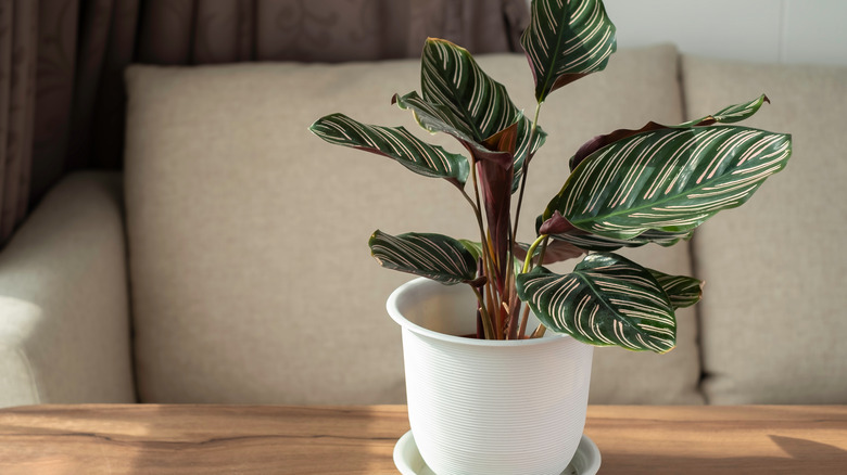 calathea ornata plant shabby chic