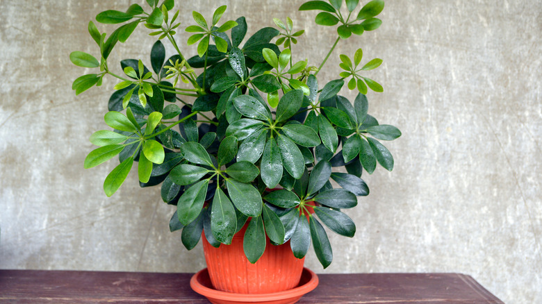 Dwarf umbrella plant in pot