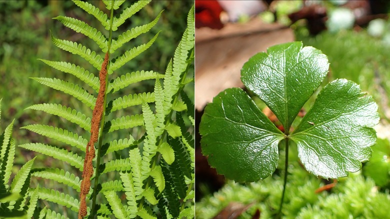 Cinnamon fern and threeleaf goldthread add height and interest to woodland garden