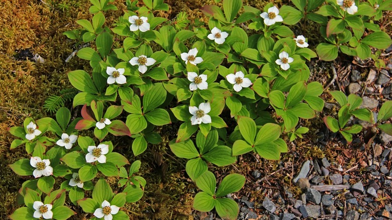 Bunchberry growing across a garden bed as groundcover.