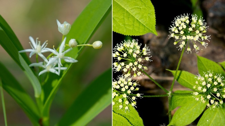 False Solomon's seal and wild sarsaparilla with attractive little flowers.