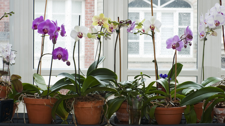 multiple orchids in varying colors