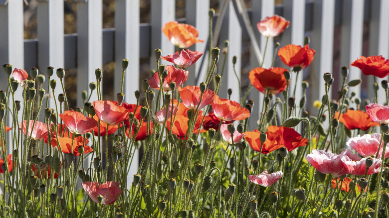 Poppies bloom in a garden