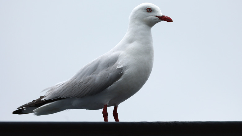 seagull on roof 