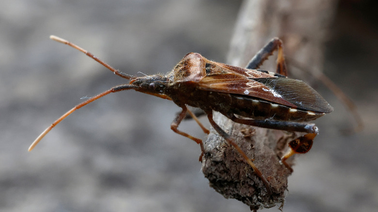 Western conifer seed bug