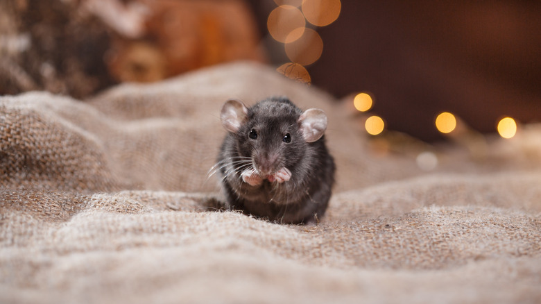 Roof rat on blanket