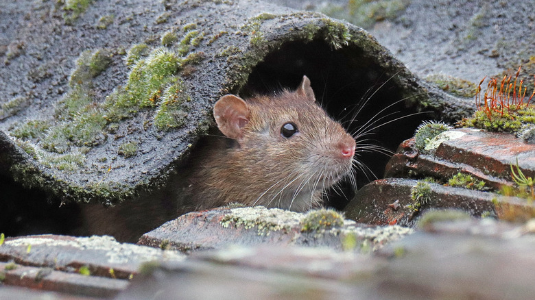 Roof rat inside roof 