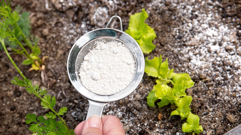 Gardener sprinkling white diatomaceous earth