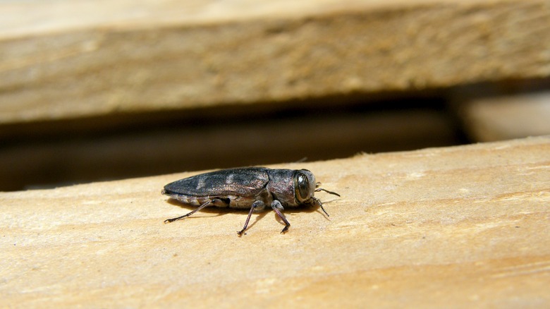 Bronze birch borer