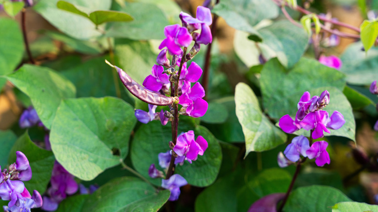 Closeup of the pink and purple flowers on a hyacinth bean vine