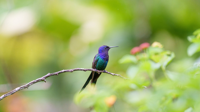 A hummingbird sitting on a branch