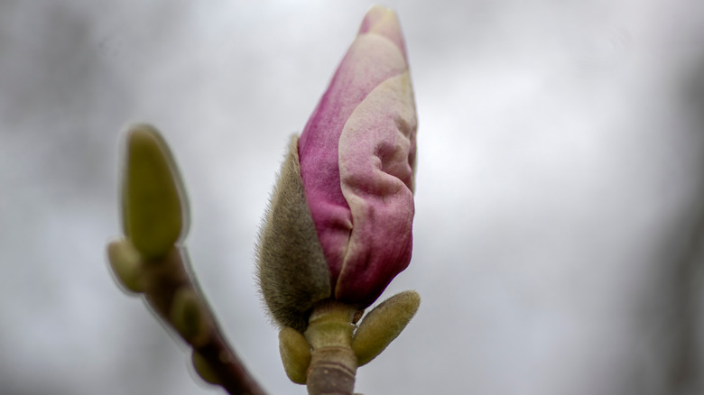 saucer magnolia buds