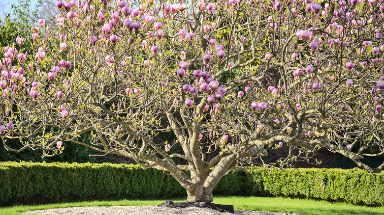 saucer magnolia