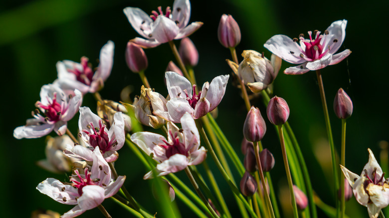 Flowering rush blooms and buds 