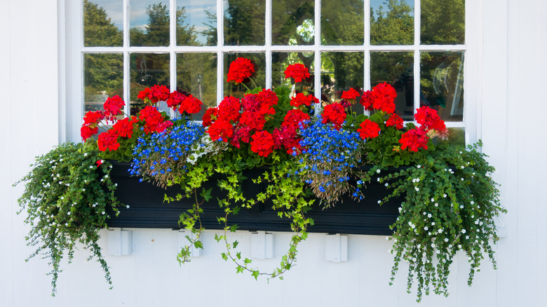 A window box with flowers