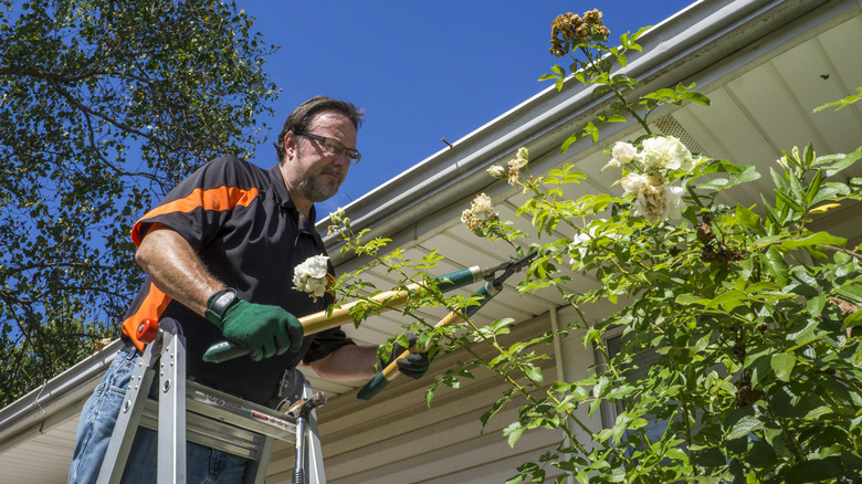 Person trimming shrubs near home 