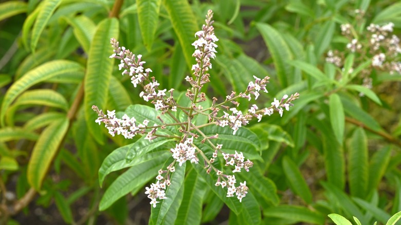 lemon verbena in flower