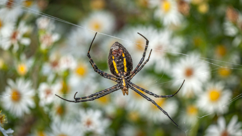 spider in a web