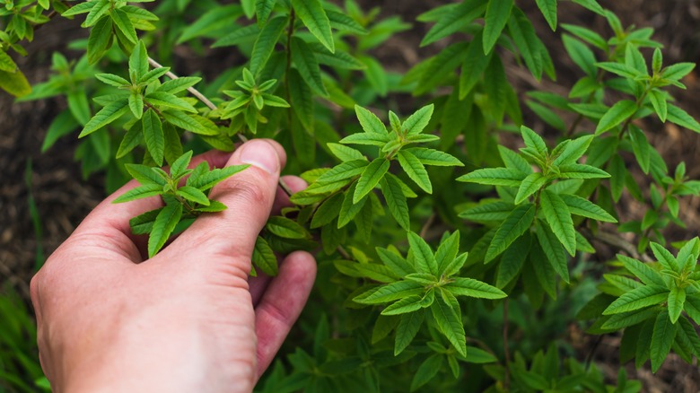 hand touching lemon verbena leaves