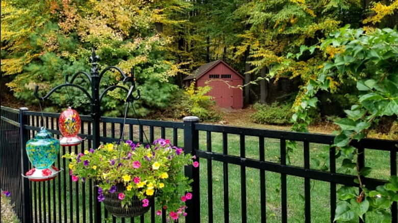 Hummingbird friendly garden