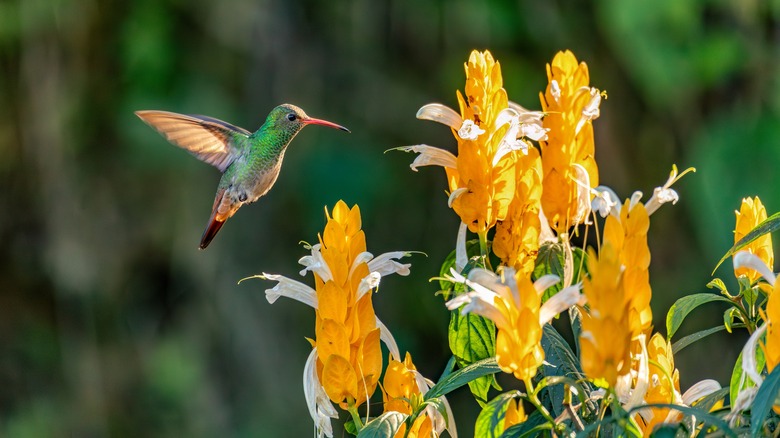 Hummingbird by yellow flowers