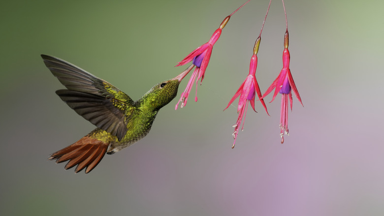 Hummingbird in flower