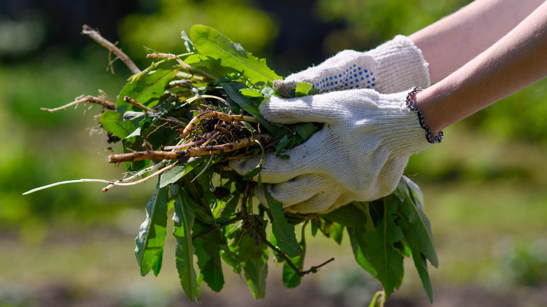 gloved hands holding weeds