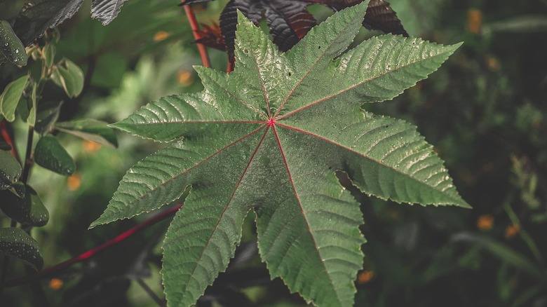 Castor plant leaf