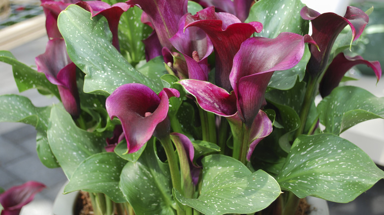 calla lily hybrid in pot