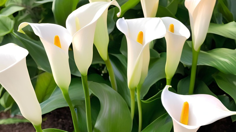 stunning calla lilies