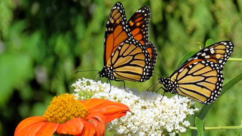 butterflies on milkweed plant