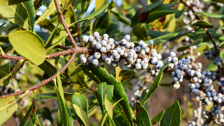 wax myrtle plant