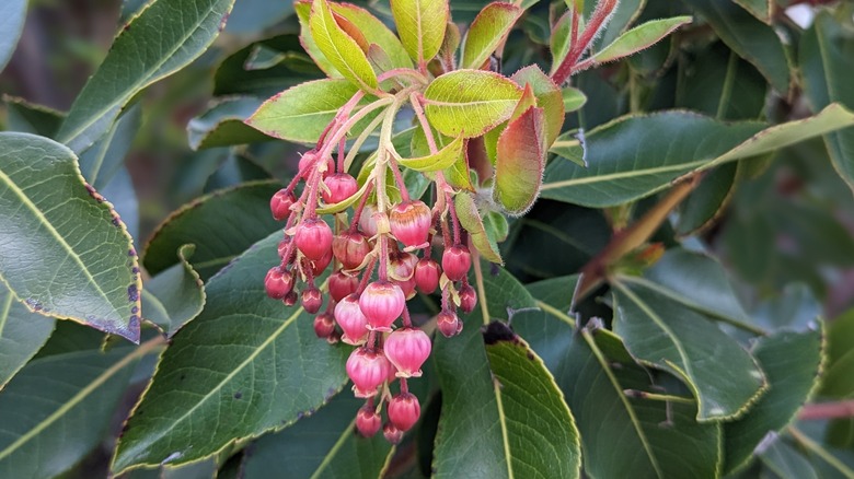 bayberry fruits