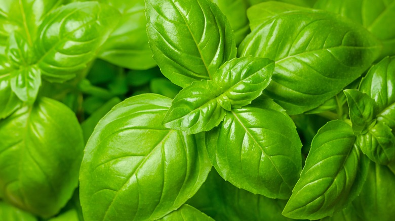 Basil leaves up close 